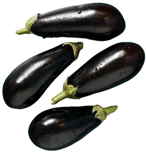 Aubergine Farming