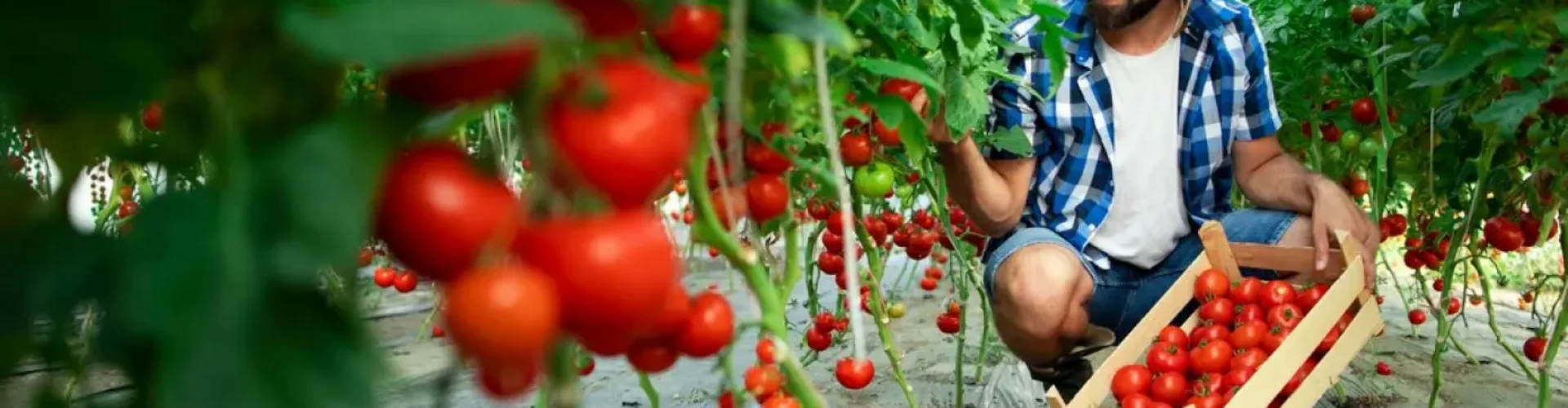 tomato farming
